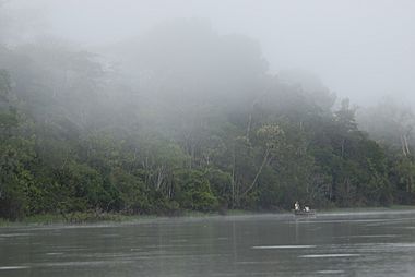 Tamshiyacu Tahuayo Regional Conservation Area Iquitos Amazon Rainforest Peru