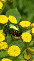 Tansy beetle on Tansy flower heads 2