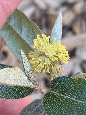 Texabama Croton Flower