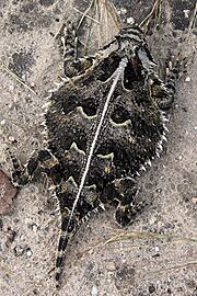 Texas Horned Lizard, Texas, US imported from iNaturalist photo 1845460 (cropped) (rotated)