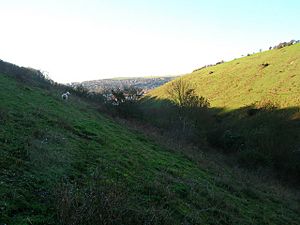 The Coombe, Malling Down Nature Reserve - geograph.org.uk - 292081.jpg