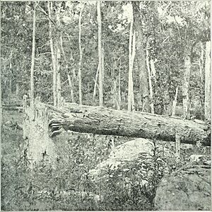 The photographic history of the Civil War - thousands of scenes photographed 1861-65, with text by many special authorities (1911) (14759666441)
