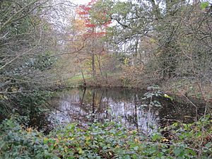 Totteridge Common pond