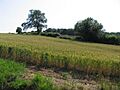 Towards Allexton Wood - geograph.org.uk - 201289