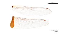 Tramea propinqua female wings (34219449354)