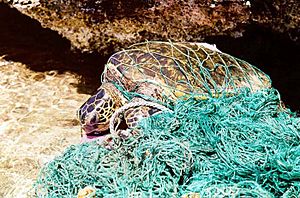 Turtle entangled in marine debris (ghost net)
