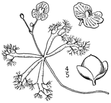 Utricularia radiata BB-1913