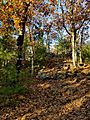 View up the hill toward Tippling Rock in Sudbury Massachusetts near Nobscot Hill Reservation