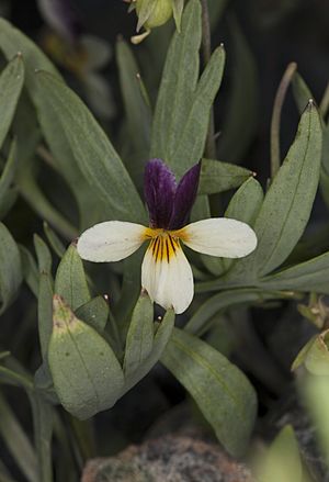 Viola hallii (Oregon violet) (5992061626).jpg