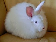 White Satin Angora Rabbit