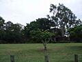 William Wyndhams gravesite and remnant orchard trees