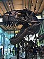Witte Museum Acrocanthosaurus