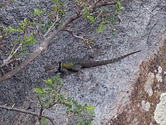 Xincoyote en Cerro Mesa Ahumada