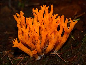 Yellow staghorn fungus Calocera viscosa 8-3-11