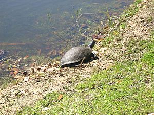 "A turtle on the shore March 2008"