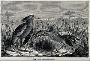 A pair of kagou birds (Rhinochaetus jubatus) with one displa Wellcome V0022346