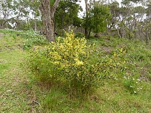 Acacia longifolia subsp. sophorae 3.jpg