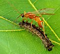 Aleiodes indiscretus wasp parasitizing gypsy moth caterpillar