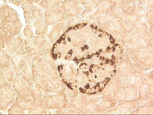 Alfa-cells of islets of Langerhans