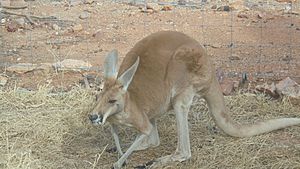 Alice Springs Desrt Park Kangaroo