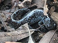 Ambystoma mabeei 243442264.jpg