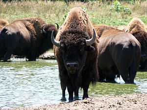 American Bison with friends