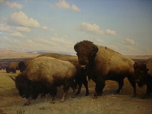 American Museum of Natural History in Manhattan, New York City, United States of America (9860903214)