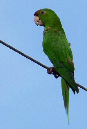 Aratinga wagleri (Perico chocolero) (14621117286).jpg