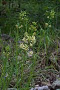 Asclepias verticillata Arkansas.jpg