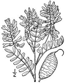 Astragalus neglectus BB-1913