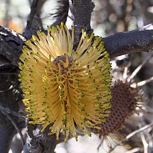Banksia candolleana blacktips nofbadgingarra email