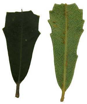 Banksia praemorsa leaves