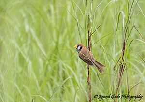 Black-breasted parrotbill.jpg