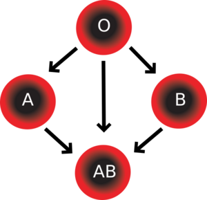 Blood Compatibility