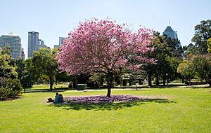 Brisbane City Botanic Gardens lawn