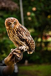 Bubo philippensis -Malagos Garden Resort, Davao City, Philippines-8a