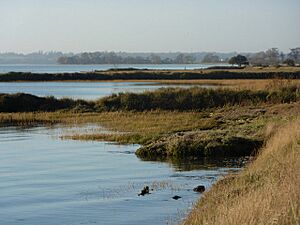 By the Stour estuary - geograph.org.uk - 1602084