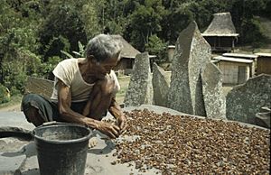 COLLECTIE TROPENMUSEUM Een man op leeftijd tijdens het pellen van koffie bij megalieten in het dorp Bena TMnr 20018314