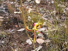 Caladenia lobata (2)