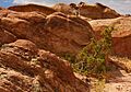 California Juniper in a rock (3848080109)