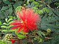 Calliandra tweedii 2