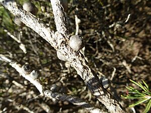 Calothamnus hirsutus (mature fruits)