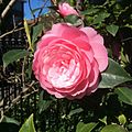 Camellia EG Waterhouse St Kilda 20-9-2016