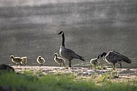 Canada Goose Family in Huntsville 12