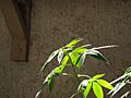 Cannabis-vegetative-growth-00003