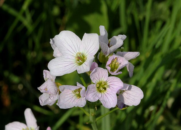 Cardamine pratensis řeřišnice luční 1