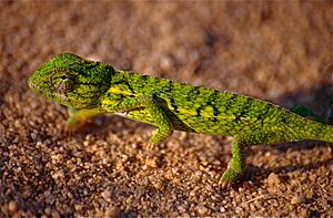Carpet Chameleon (Furcifer lateralis) (10292845744).jpg