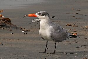 Caspian tern (Hydroprogne caspia) non-breeding.jpg