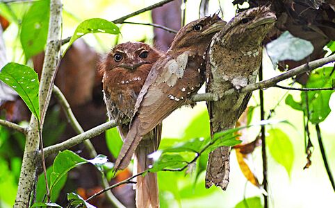 Ceylon Frogmouth by N.A. Naseer