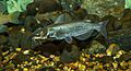 Channel catfish 01